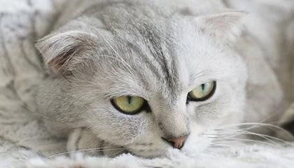 辽宁伴游，定制QQ：3494206190微信：act1322